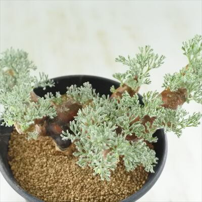 スペシャルset価格 多肉植物 Caサルコカウロン ムルチフィヅム 1029 07 多肉植物 コーデックス 現品販売 3 5号鉢 55 以上節約 Ugs Ed Ao