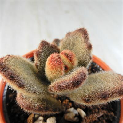 楽天市場】多肉植物 hmカランコエ ラッキーガール 多肉植物 カランコエ