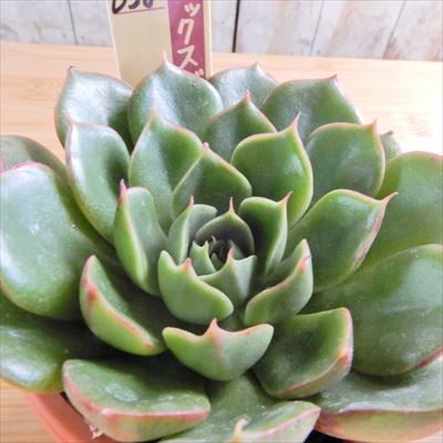 楽天市場】多肉植物 oriミックスベリア No.008 ちょこん 多肉植物 お