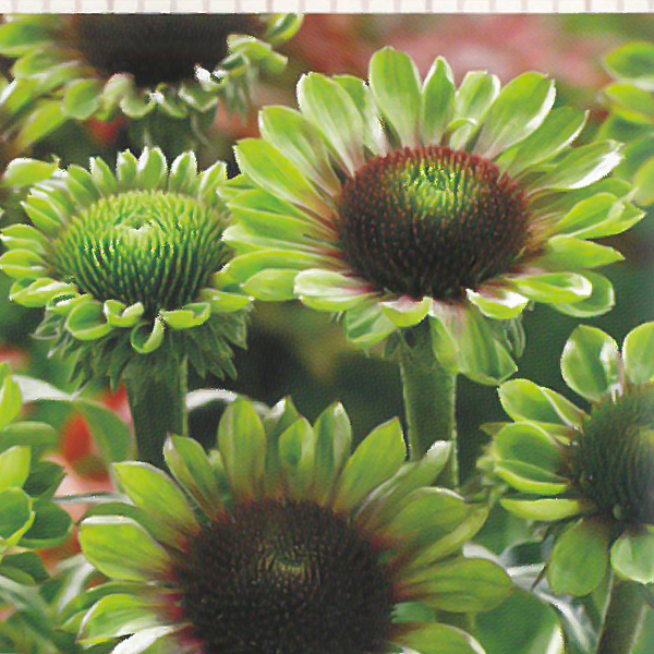 エキナセア苗 楽天市場】エキナセア 苗（カラーピンク）（苗物｜ガーデニング