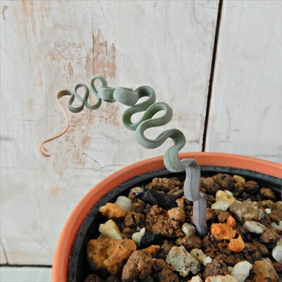 楽天市場】観葉植物 斑入りパキラ ミルキーウェイ 5号鉢 パキラ 送料