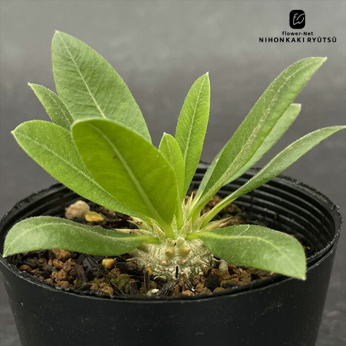 多肉植物　オペルクリカリア　パキプス　実生苗 楽天市場】（多肉植物）オペルクリカリア パキプス 実生苗 2