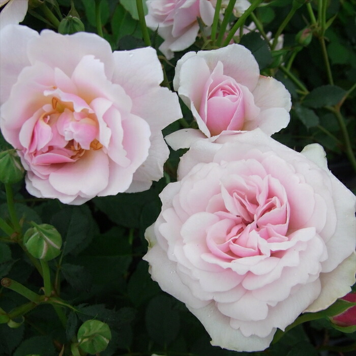 楽天市場】予約販売 バラ苗 バラ大苗 オールドローズ フェリシア