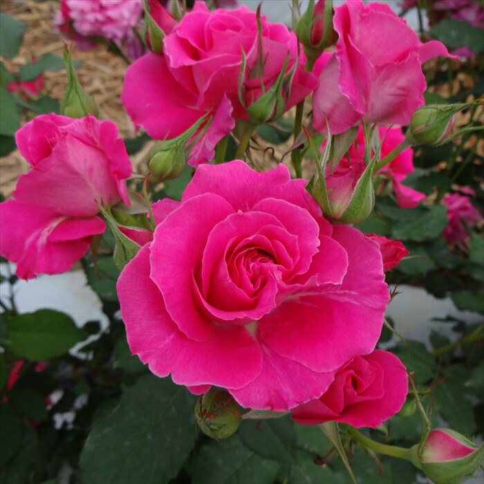 バラ売り 7fc3bc5783f49f5cec8b2720b41312