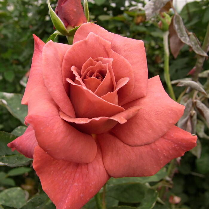 大バラ苗 和バラ 3年株　赤バラ 大バラ苗 和バラ 3年株 赤バラ