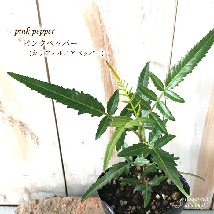 楽天市場 ピンクペッパー 苗 9cmポット カリフォルニアペッパー コショウ コショウボク ペッパーベリー 香辛料 ドライフラワー フラワーネット 日本花キ流通
