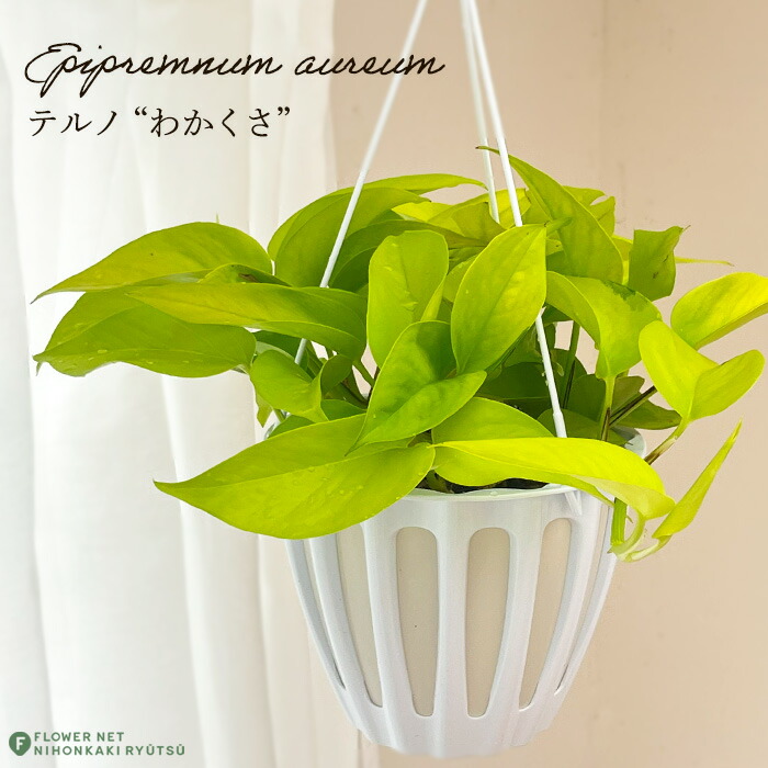 ポトステルノランコントル　カット発根済み 1葉っぱサイズ約13cm　1 楽天市場】希少品種！ポトス（テルノ）ランコントル吊り鉢