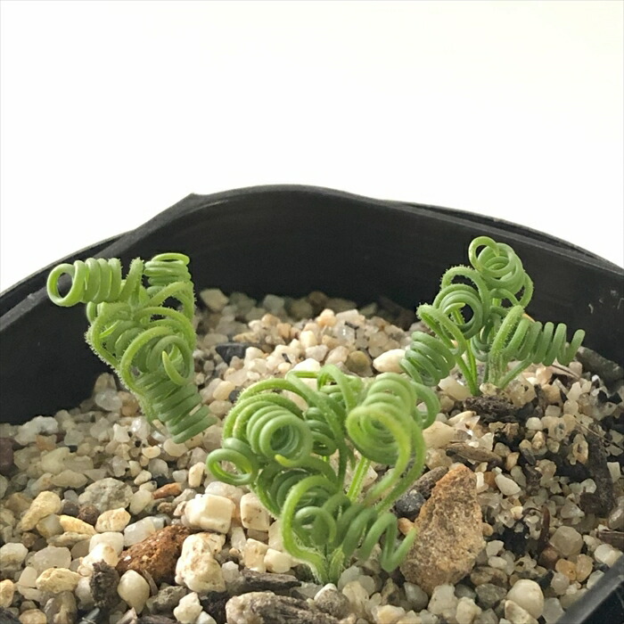 楽天市場】多肉植物 seクラッスラ ネモロサ 多肉植物 クラッスラ 7.5cm