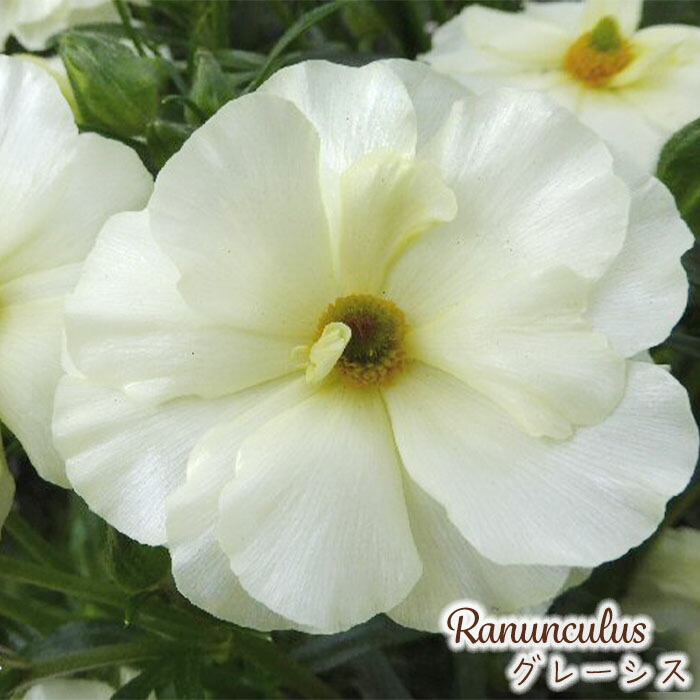 楽天市場】予約販売 ラナンキュラス ラックス 苗 アリアドネ 10.5cm