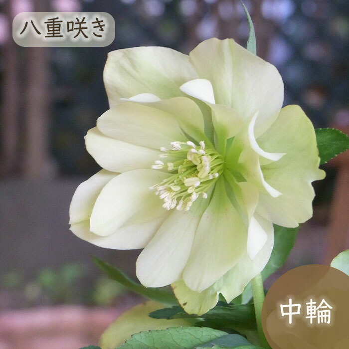 楽天市場】クリスマスローズ苗 開花見込大株 ダブルピンクブロッチ