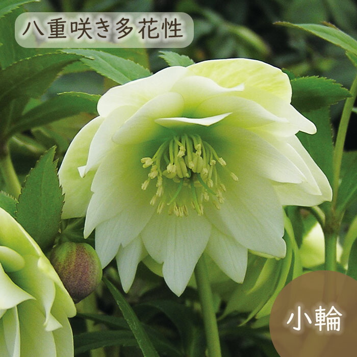 クリスマスローズ 開花予定株 小輪パステ×小輪グリーンパステ 大和園さんのクリスマスローズ：23-11小輪パステリッシュ×小輪