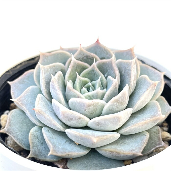 楽天市場】多肉植物 hxエケベリア ブランディティ