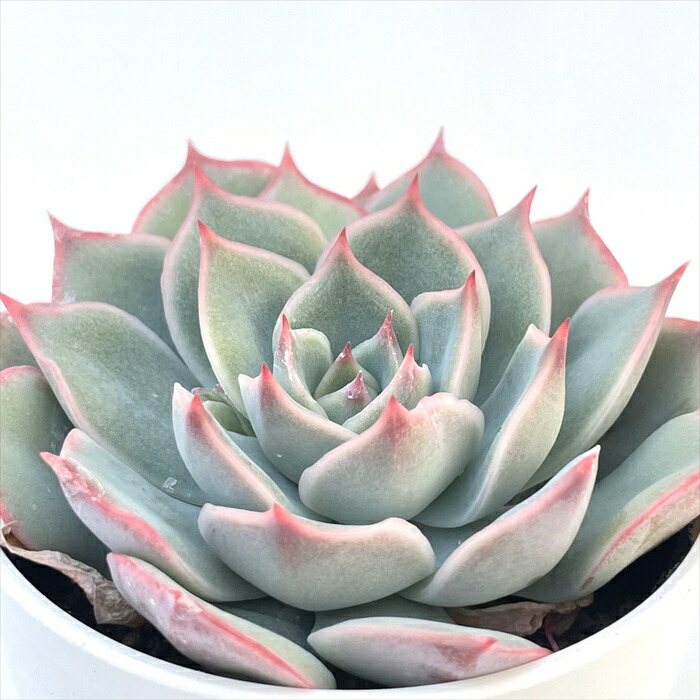 多肉植物　ココベリア　命名株　ciresier スリジエ ココニコ苗 ココベリア 命名株 cerisier スリジエ 札付き COCO ET NICO