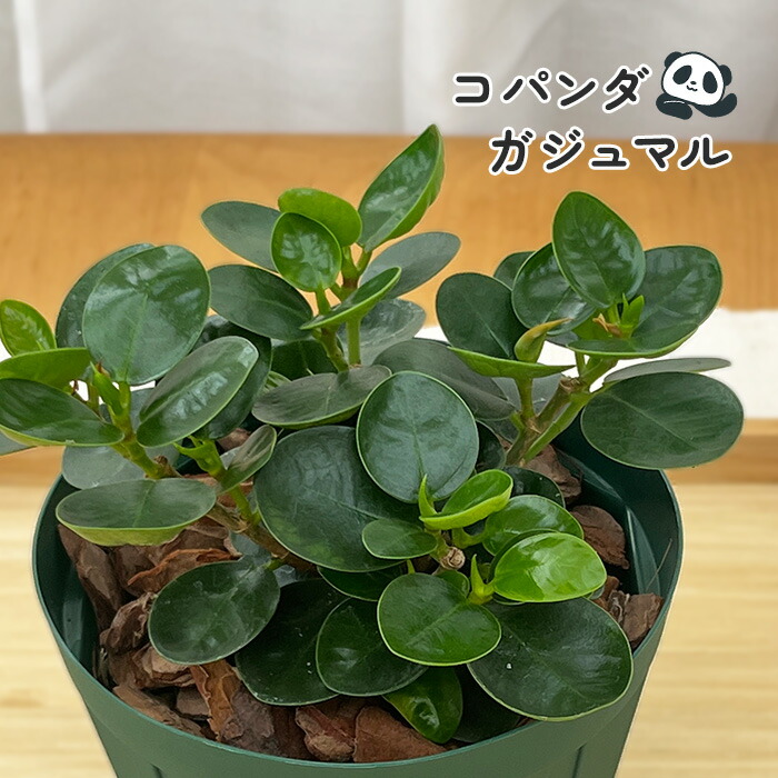 現品　ガジュマル　パンダガジュマル　コパンダガジュマル　30番　希少　観葉植物 パンダガジュマル-034 7号鉢 観葉植物と植木鉢の専門店cocolate