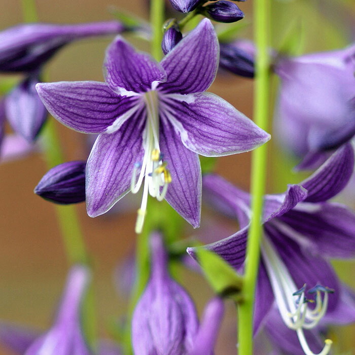 楽天市場】予約販売 ダリア 苗 銅葉ぷちダリア フレディーストロベリー