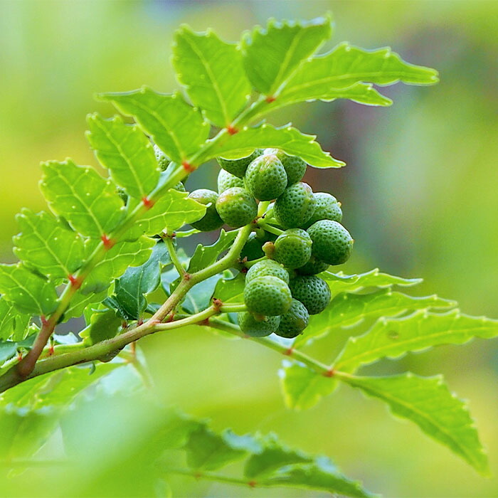 楽天市場】予約販売 ハニーベリー 苗 ボレアルビースト 12cmポット