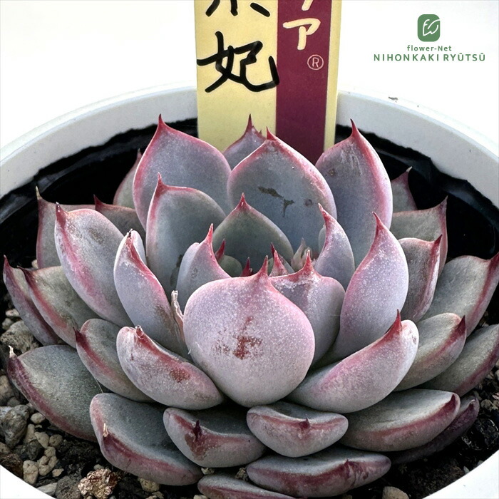 楽天市場】多肉植物 O's銀天女物語 EPISODE 05 孔雀天女 多肉植物 O's