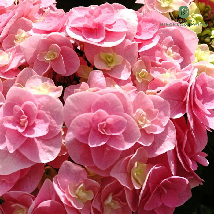 楽天市場】アジサイ カラフルランジア インカ 10.5cmポット 斑入り