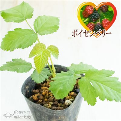 楽天市場】アロニア チョコレートベリー 10.5cmポット スーパーフード