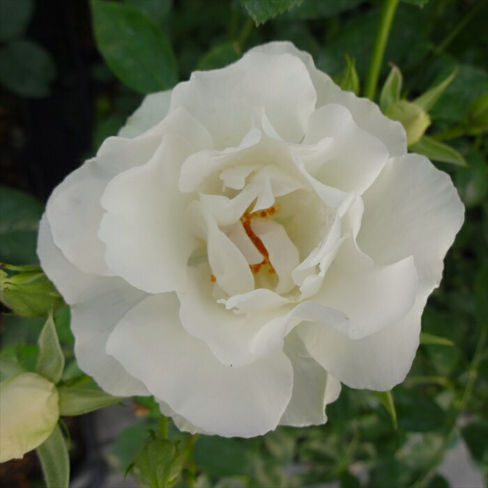 楽天市場】予約販売 バラ 苗 バラ 新苗 大輪 アイスフラワー 木立性