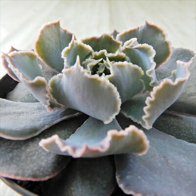 楽天市場】多肉植物 skエケベリア レボリューション 多肉植物