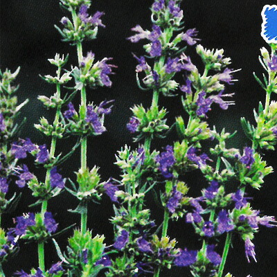 楽天市場 予約販売 宿根草の咲く庭 ベロニカ ロンギフォリア ブルーシェーズ 宿根草苗 9cmロングポット ガーデニング 多年草 3月下旬以降発送 フラワーネット 日本花キ流通 楽天市場 予約販売 宿根草の咲く庭 ベロニカ ロンギフォリア ブルーシェーズ 宿根草苗 9cmロングポット ガーデニング 多年草 3月下旬以降発送 フラワーネット 日本花キ流通