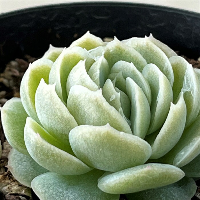 楽天市場】多肉植物 skエケベリア さくらの花 多肉植物 エケベリア 7.5