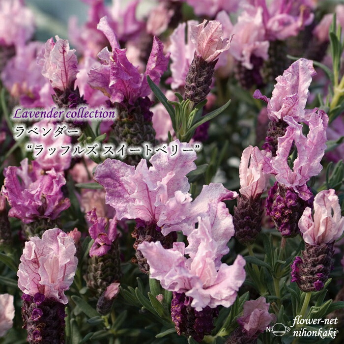 楽天市場】予約販売 フレンチラベンダー 大鉢 ラッフルズ スイート