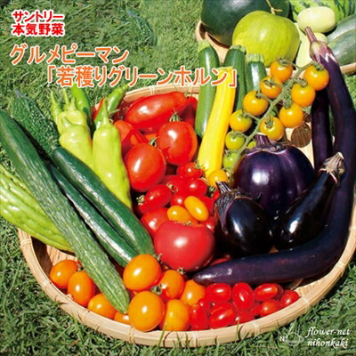 楽天市場】予約販売 ピーマン 苗 若穫りライムホルン 12cmポット 大苗