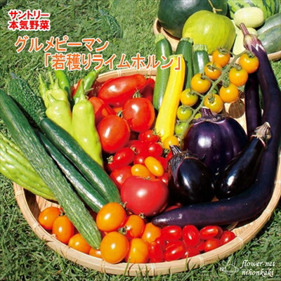 楽天市場】予約販売 ナス 苗 とろとろ炒めナス 12cmポット 大苗 本気