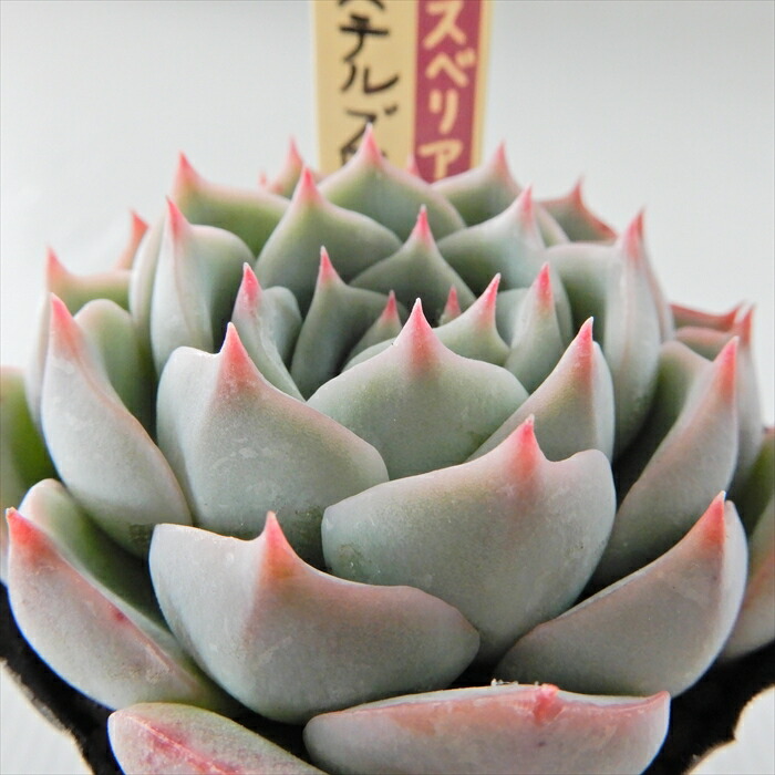 楽天市場】多肉植物 oriミックスベリア No.005 ストロベリーミルク
