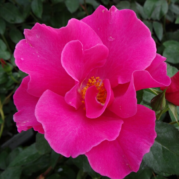 楽天市場】予約販売 バラ 苗 バラ 新苗 中輪 ザンブラ'93 木立性