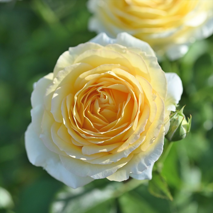 楽天市場】予約販売 バラ 苗 バラ 新苗 デルバール ギーサヴォア 契約