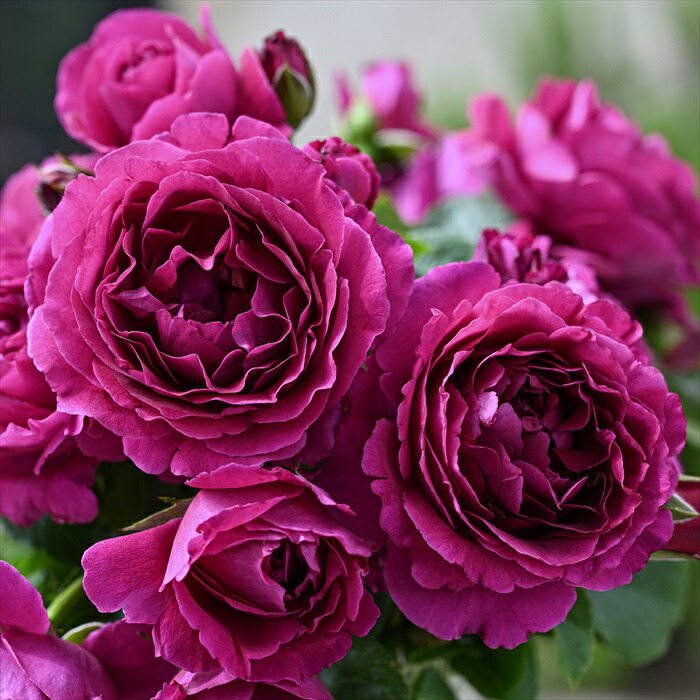 デェエマ バラ売り 充実の長尺バラ ナエマ 7号 Delbard デルバール｜s200｜花木04-PA