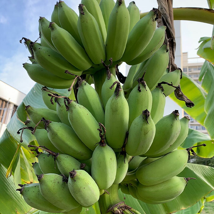 220cm、バナナ苗=ドワーフ・ブラジルアップル。早期収穫用◆心躍る濃厚糖度酸味 心躍る濃厚糖度◇ドワーフ・ブラジルアップル 巨大120cm、バナナ