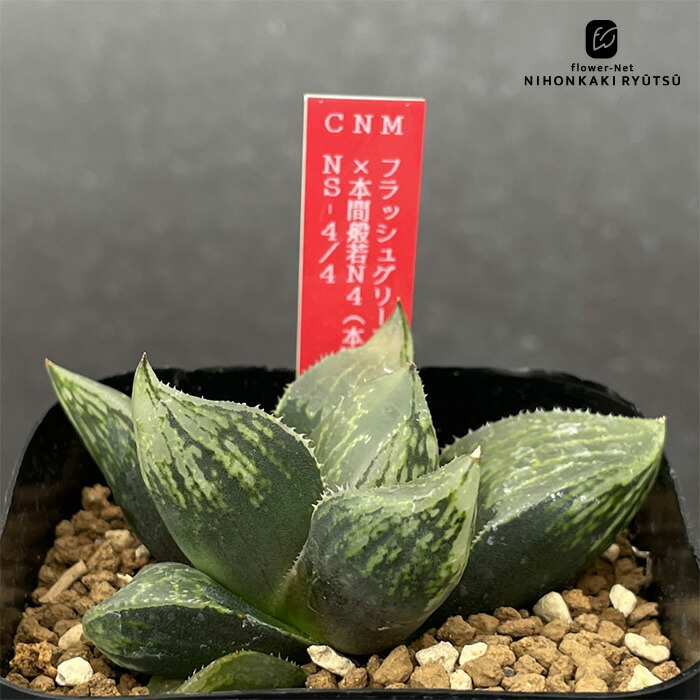 楽天市場】多肉植物 niハオルチア 赤い鳥（赤斑オブツーサ錦）×大紫