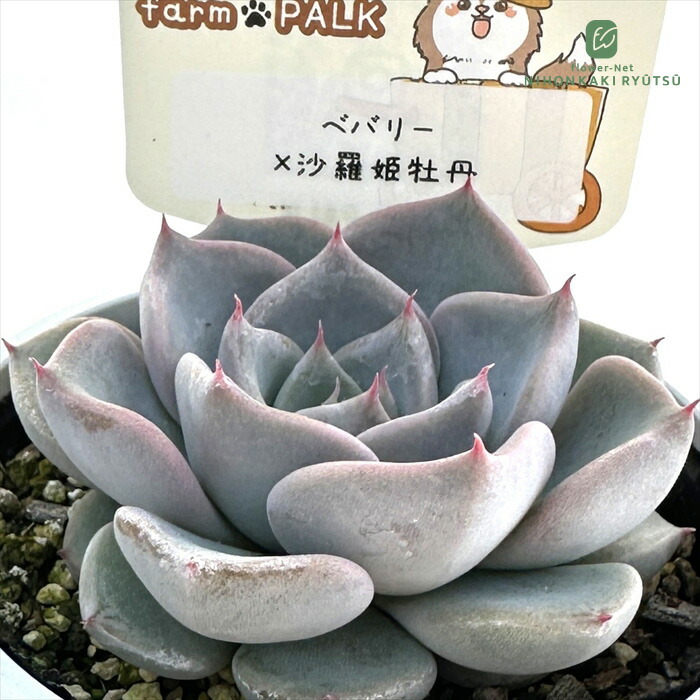 楽天市場】多肉植物 PAL nae セレクション No.015 紺霞 多肉植物