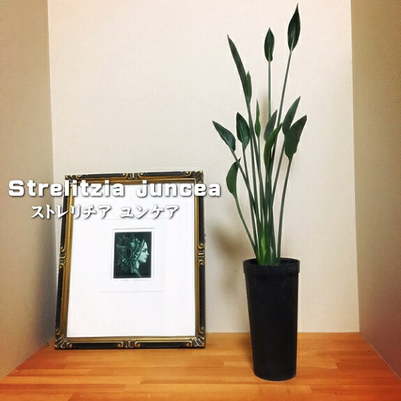 観葉植物 ストレリチア ユンケア 3.5号 ストレチア 送料無料 観葉植物 極楽鳥花 インドアグリーン 室内 贈り物 プレゼント インテリア おしゃれ 希少種