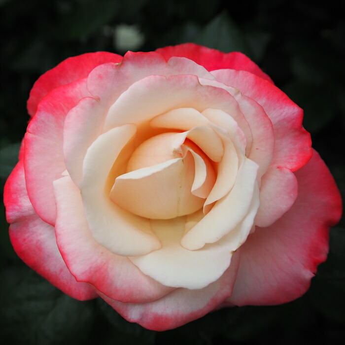 楽天市場 ノスタルジー 大苗予約 7号鉢植え 四季咲き大輪系 ハイブリッドティーローズ バラ苗 大神ファーム