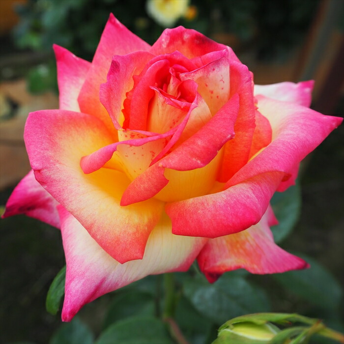 和薔薇大き苗 和薔薇大き苗