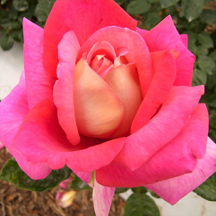 楽天市場】【まもなく締め切り】 予約販売 バラ苗 バラ大苗 大輪 ラブ