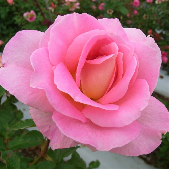 楽天市場】【まもなく締め切り】予約販売 バラ 苗 バラ 新苗 大輪