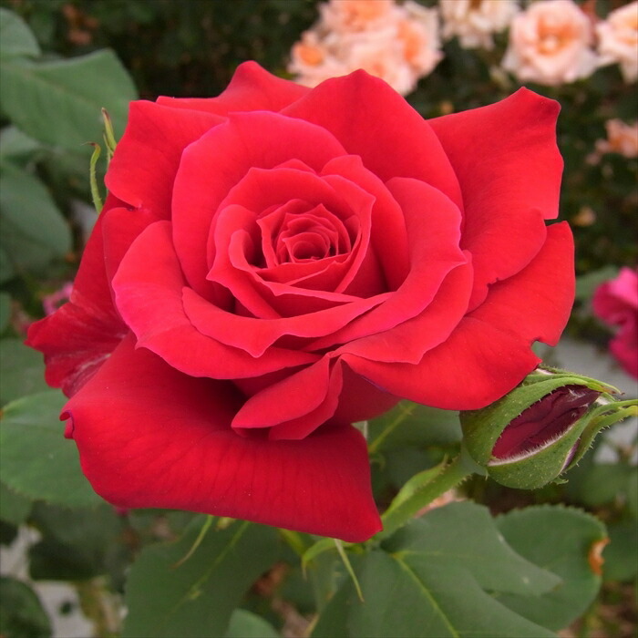 シュラブバラ苗 赤バラ大苗 バラ大苗 楽天市場】【まもなく締め切り】 予約販売 バラ苗 バラ大苗 大輪 ラブ