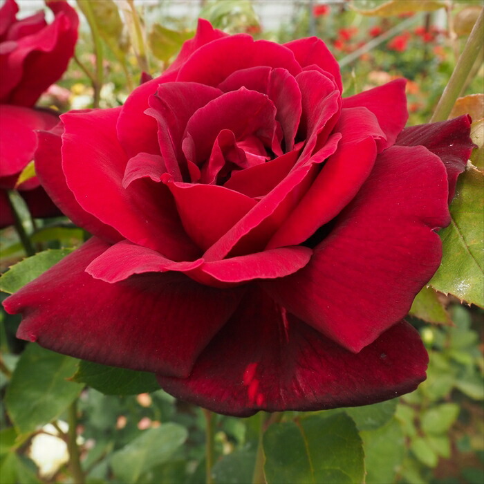 大バラ苗 和バラ 3年株　赤バラ 大バラ苗 和バラ 3年株 赤バラ