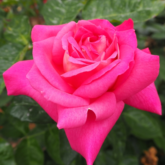 楽天市場】【まもなく締め切り】予約販売 バラ 苗 バラ 新苗 つるバラ