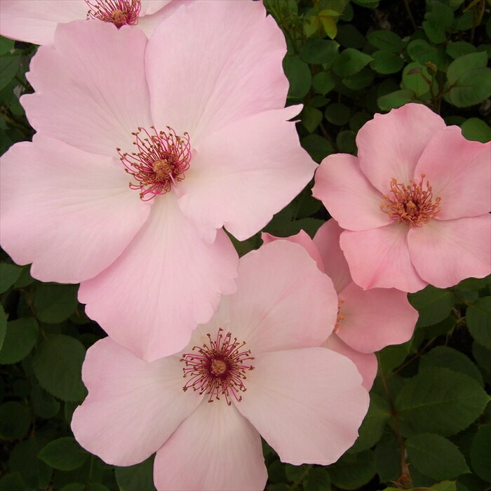 楽天市場】四季咲きバラ苗 【ピンクサクリーナ】 2年生大苗 【予約販売