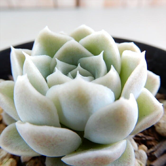 楽天市場】多肉植物 skエケベリア ブラックナイト 多肉植物