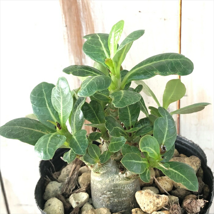 楽天市場】多肉植物 caパキポディウム レウコキサンツム 白花