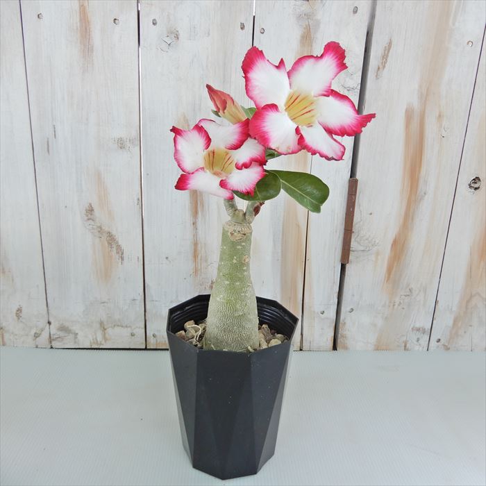 楽天市場 多肉植物 Caコーデックス アデニウム オベスム ポセイドン 4号鉢 塊根植物 砂漠のバラ フラワーネット 日本花キ流通