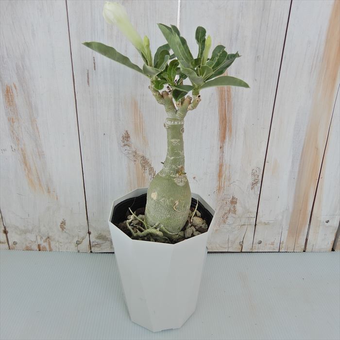 多肉植物 Caコーデックス アデニウム オベスム ラッキーラッキー 4号鉢 塊根植物 砂漠のバラ Amedf Com Br